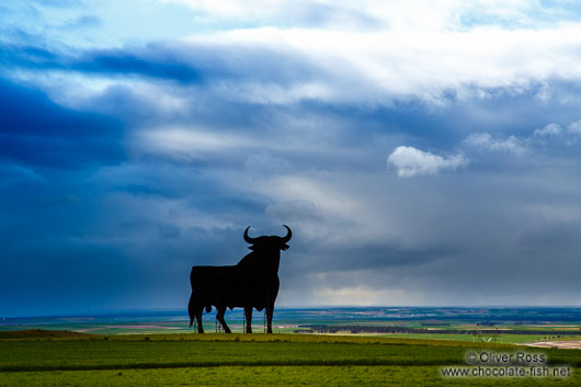 A Spanish bull stands proud in the Castilian countryside near Segovia