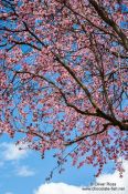 Travel photography:Flowering trees in Salamanca, Spain