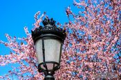 Travel photography:Flowering trees in Salamanca, Spain