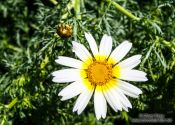 Travel photography:Toledo flower, Spain