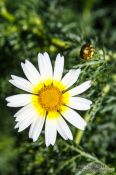 Travel photography:Toledo flower, Spain