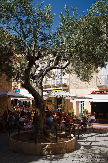 Olive tree in Begur