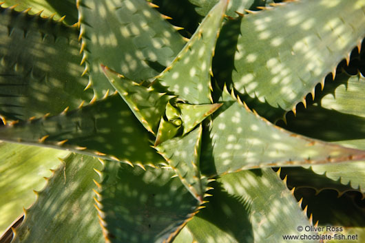 Plant detail in Pals