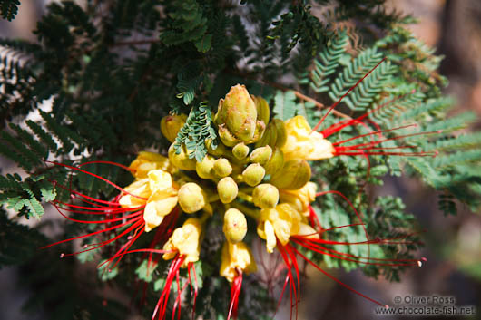 Flower on Gran Canaria