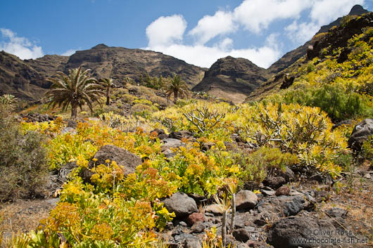 Landscape and vegetation on Gran Canaria