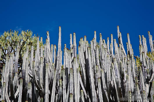 Giant cactus on Gran Canaria