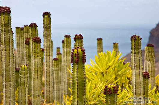 Flowering cacti on Gran Canaria