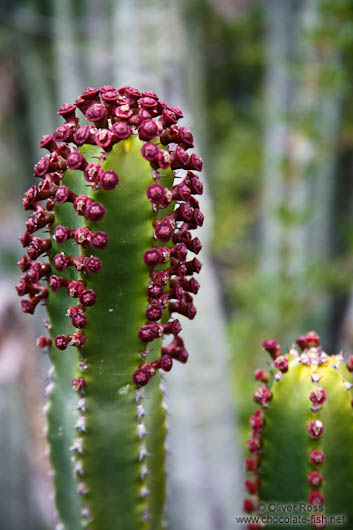 Flowering cactus on Gran Canaria
