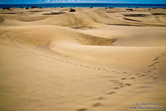 Tracks in the sand dunes at Maspalomas on Gran Canaria