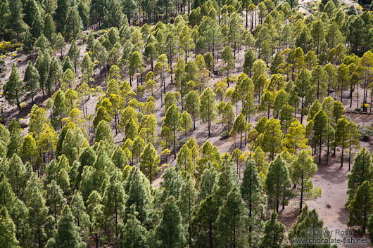 Trees near Roque Nublo Gran Canaria