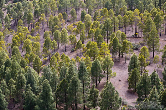 Trees near Roque Nublo Gran Canaria