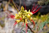 Travel photography:Flower near Güigüi beach on Gran Canaria, Spain