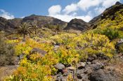 Travel photography:Landscape and vegetation on Gran Canaria, Spain