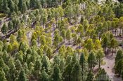 Travel photography:Trees near Roque Nublo Gran Canaria, Spain