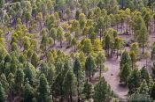 Travel photography:Trees near Roque Nublo Gran Canaria, Spain