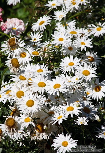 Daisy flowers in the gardnes of the Generalife of the Granada Alhambra