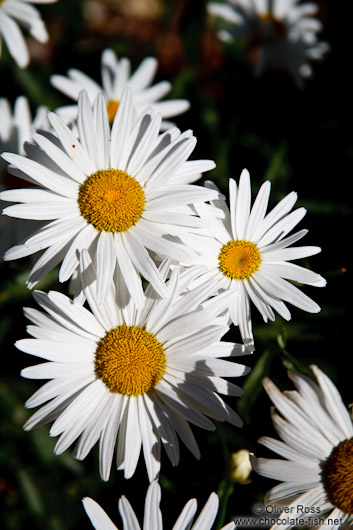 Daisy flowers in the gardnes of the Generalife of the Granada Alhambra