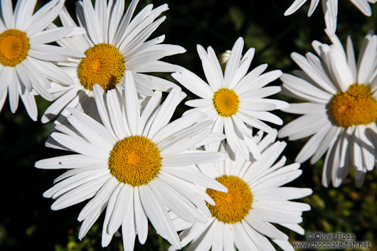 Daisy flowers in the gardnes of the Generalife of the Granada Alhambra