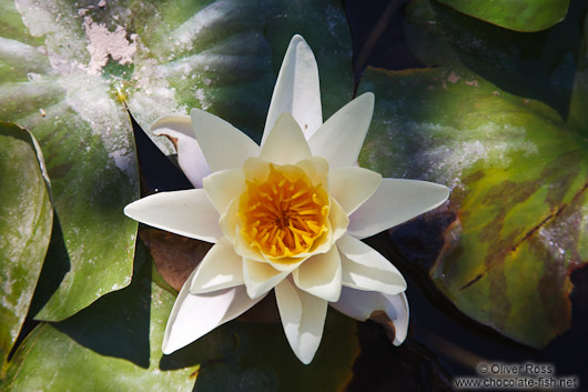 Water lily (Nymphaea alba) in the gardens of the Generalife in the Granada Alhambra