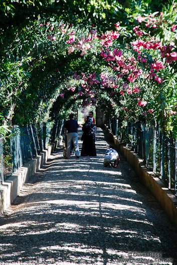 Gardens at the Generalife of the Granada Alhambra