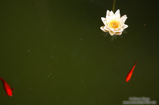 Water lily (Nymphaea alba) with gold fish in a pond of the Generalife in the Granada Alhamb
