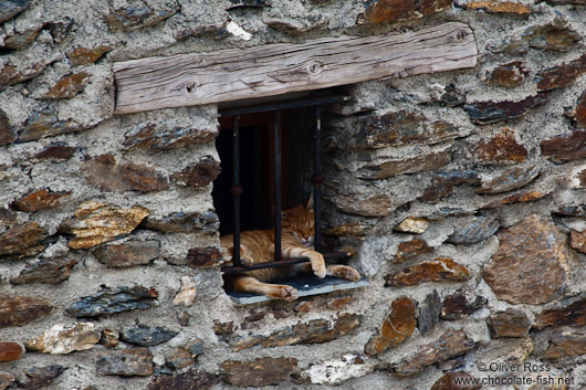 Cat taking a siesta in Pampaneira