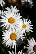 Travel photography:Daisy flowers in the gardnes of the Generalife of the Granada Alhambra, Spain