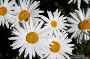Travel photography:Daisy flowers in the gardnes of the Generalife of the Granada Alhambra, Spain