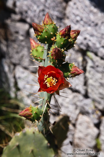 Cactus flower in the Serra de Tramuntana