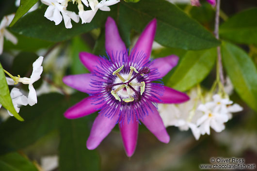 Passion flower in Deiá