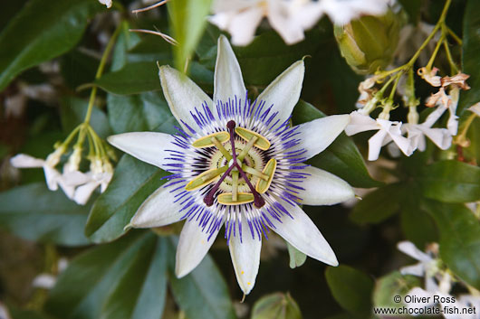 Passion flower in Deiá