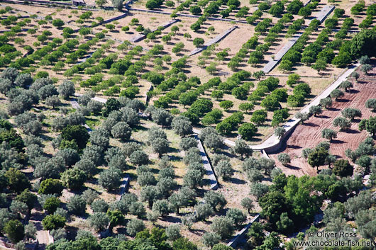 Plantations near Lluc