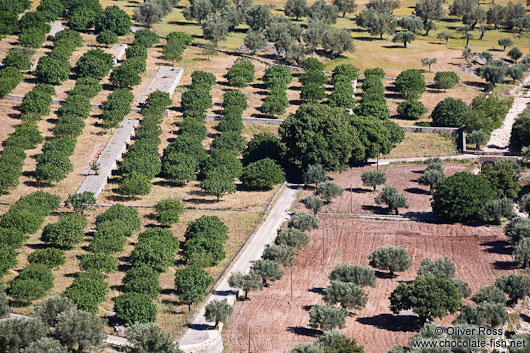 Plantations near the Lluc monastery in the Serra de Tramuntana mountains