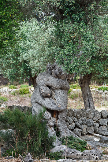 Human embrace sculpted by an olive tree near Son Marroig