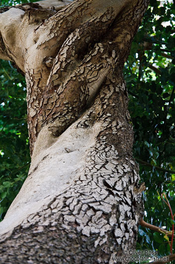 Twisted tree trunk in Valldemossa