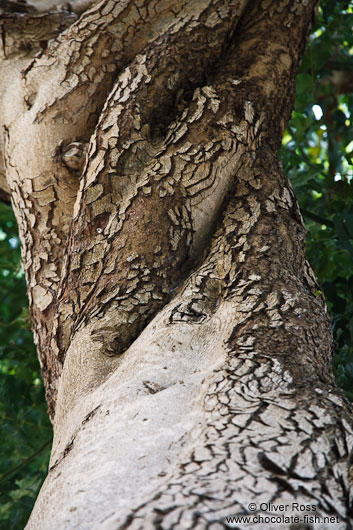 Twisted tree trunk in Valldemossa