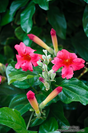 Flowers in Valldemossa village