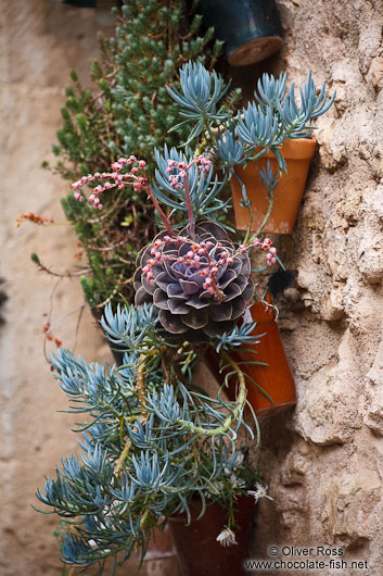 Plants outside a house in Valldemossa village