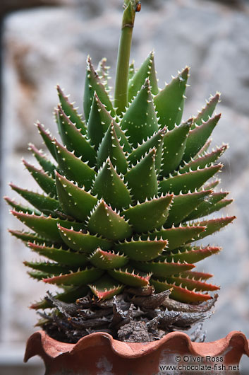 Plant in Valldemossa village