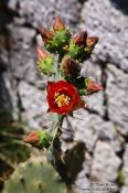 Travel photography:Cactus flower in the Serra de Tramuntana, Spain