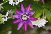 Travel photography:Passion flower in Deiá, Spain