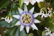 Travel photography:Passion flower in Deiá, Spain