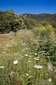 Travel photography:Meadow near Lluc in the Serra de Tramuntana mountains, Spain