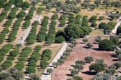 Travel photography:Plantations near the Lluc monastery in the Serra de Tramuntana mountains, Spain