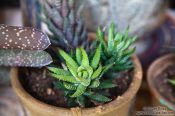 Travel photography:Plants in the Valldemossa Cartuja Carthusian monastery gardens, Spain