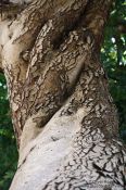 Travel photography:Twisted tree trunk in Valldemossa, Spain