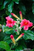 Travel photography:Flowers in Valldemossa village, Spain