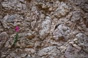 Travel photography:Wallflower in Valldemossa village, Spain