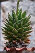 Travel photography:Plant in Valldemossa village, Spain