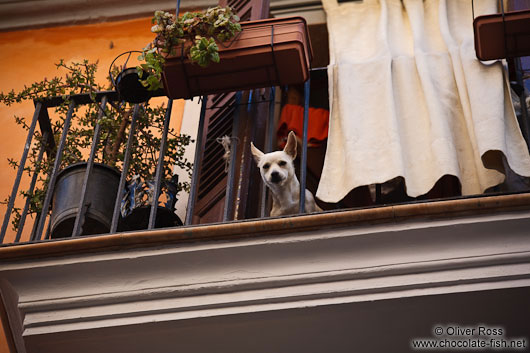 Dog on a balcony in Palma